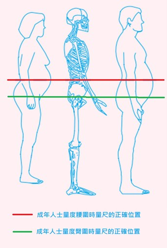 量度指引圖示：腰圍在肚臍上方軀幹最窄處量度，臀圍在臀部最寬處量度。站直、雙腳併攏，量尺保持水平且貼合身體但不緊壓。